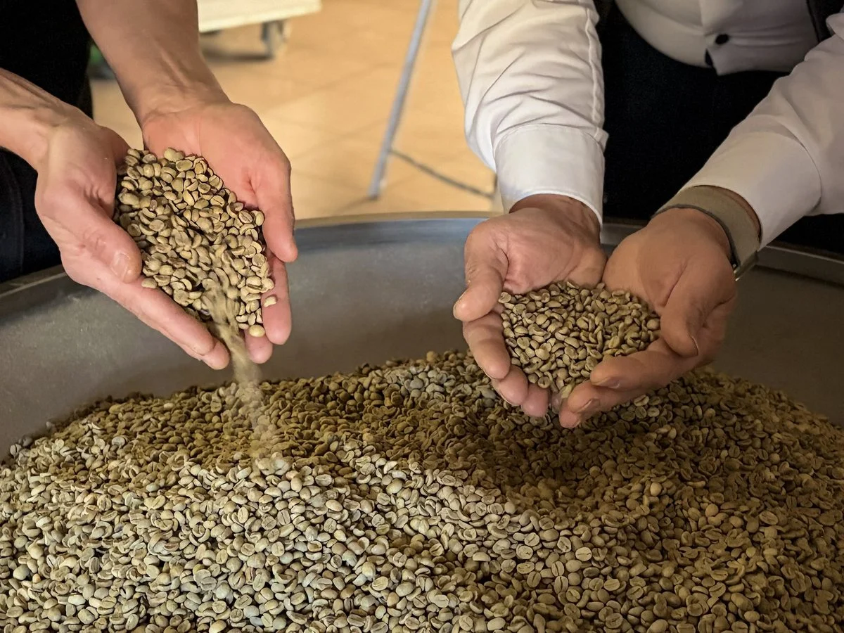Inspecting the green coffee – coffee roasting at Kaffeerösterei Kirmse, Zwiesel