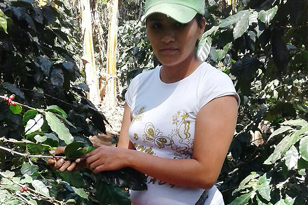 Kaffeepfückering aus El Salvador