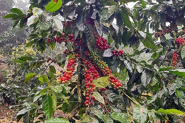 Kaffeebaum Dominikanischen Republik