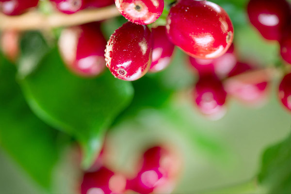 Kaffeepflanze Bio Anbau