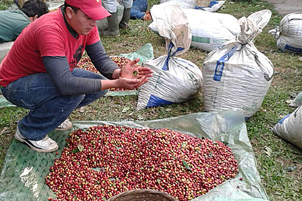 Kaffeekirschen aus El Salvador
