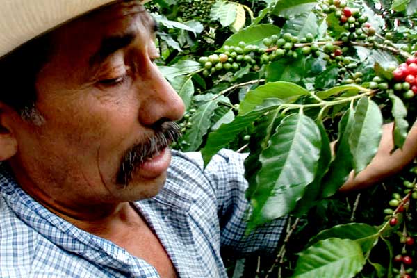 Kaffeebauer aus Guatemala