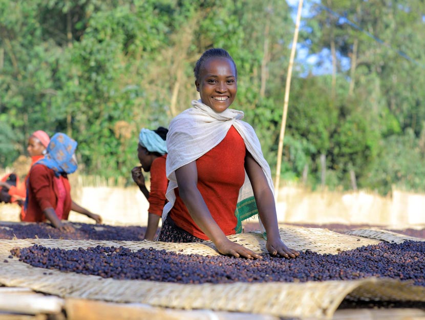 Äthiopische Frau Kaffeebohnen Sortieren