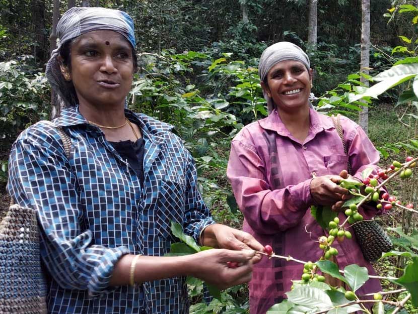 Frauen bei Ernte der Kaffeekirschen