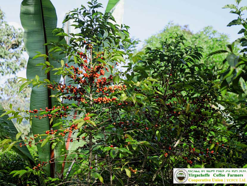 Kaffeekirschen Pflanzen