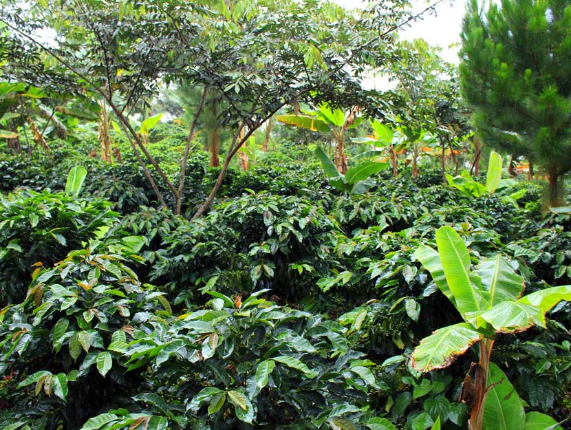 Kaffeepflanzen Malabar Kaffee