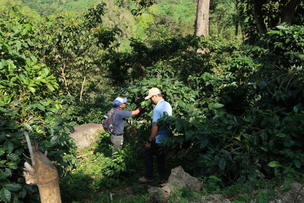 Kaffeeplantage Chiapas