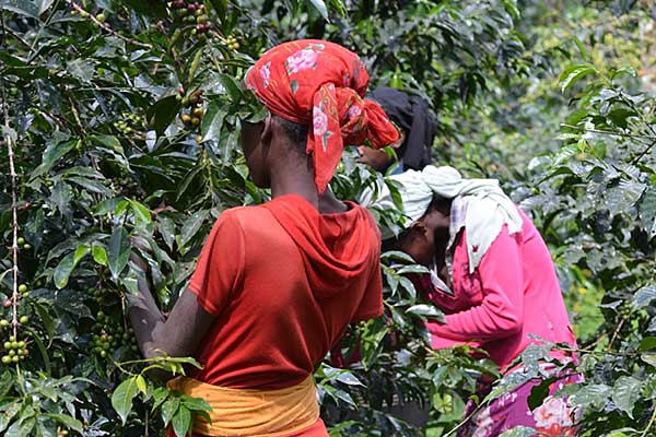 Kaffee ernten in Äthiopien